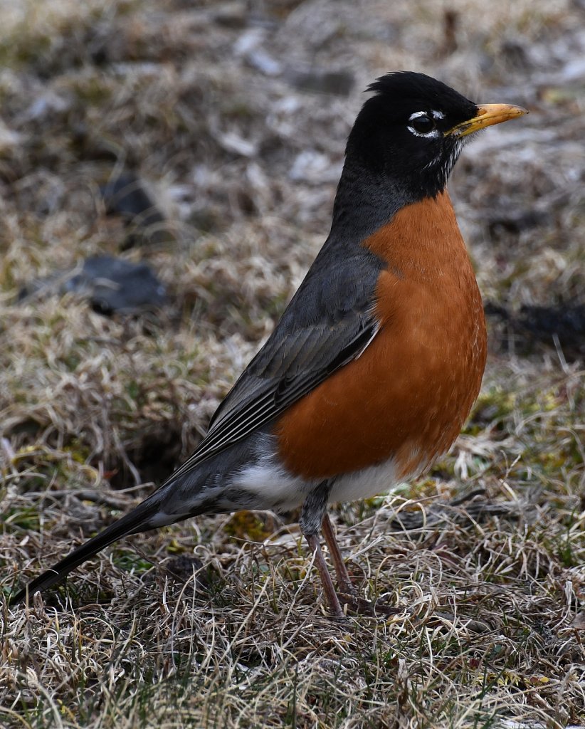 Robin