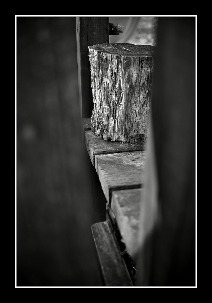 Old Log