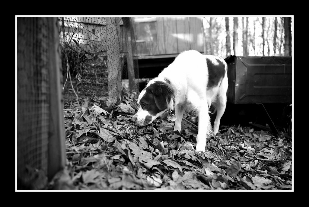 Copper On The Scent