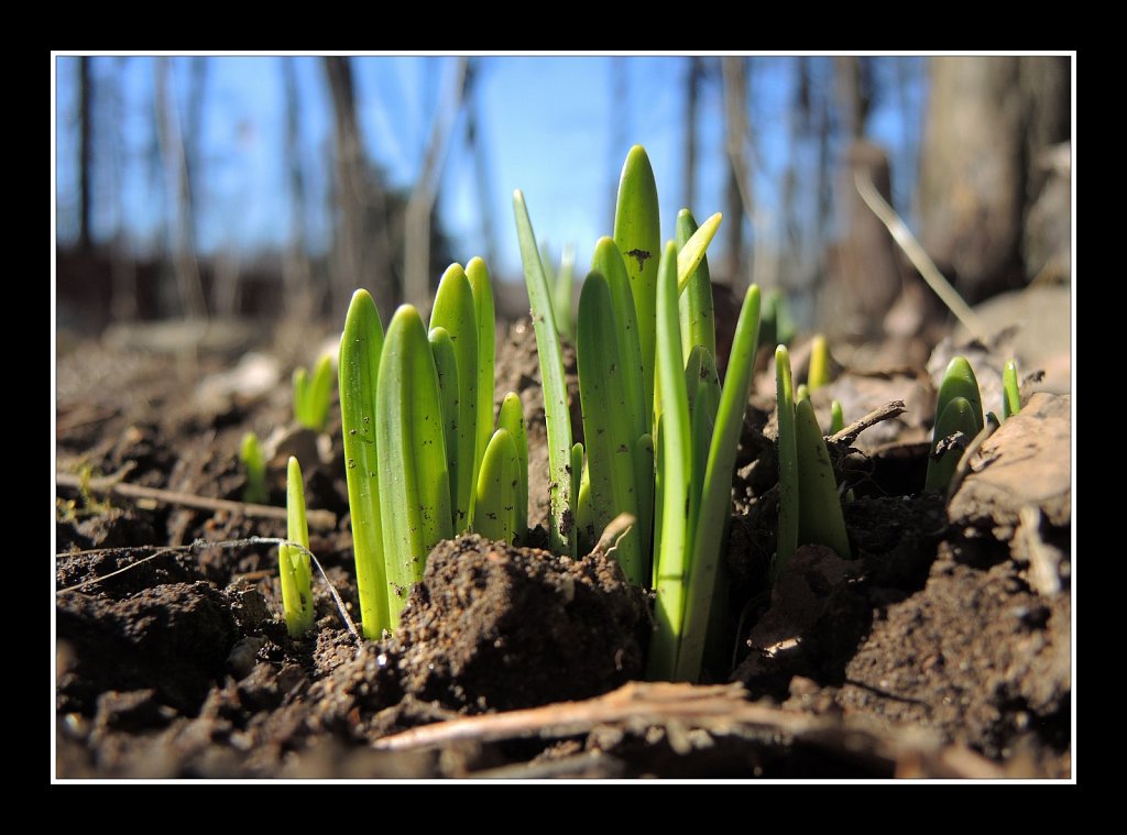 A Sign of Spring