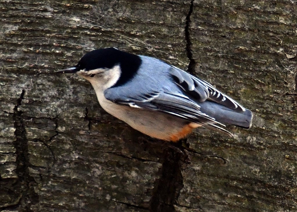 White Breasted Nuthatch