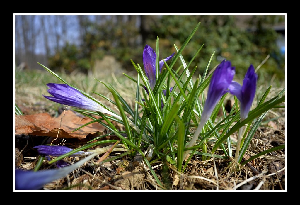Crocus