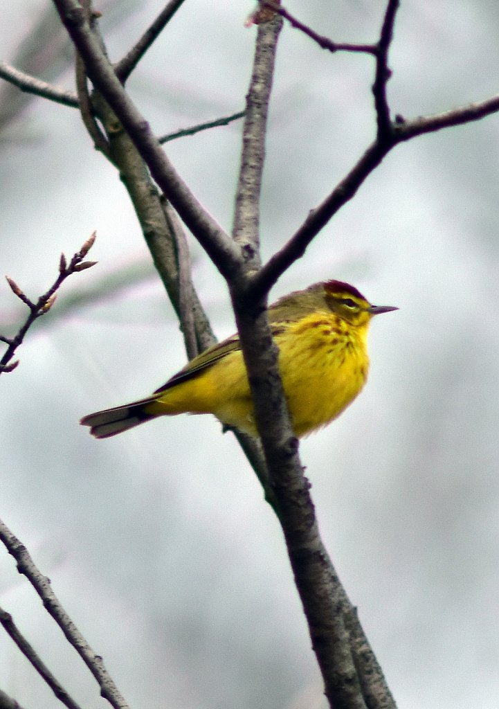 Birds of New Jersey