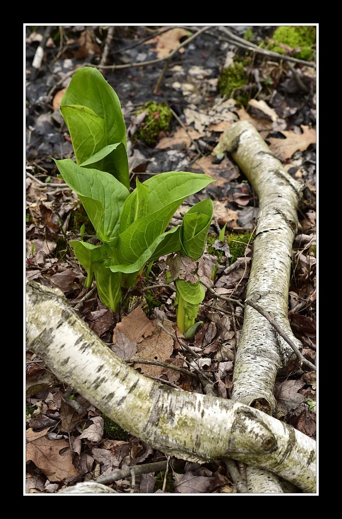 Eastern Skunk Cabbage