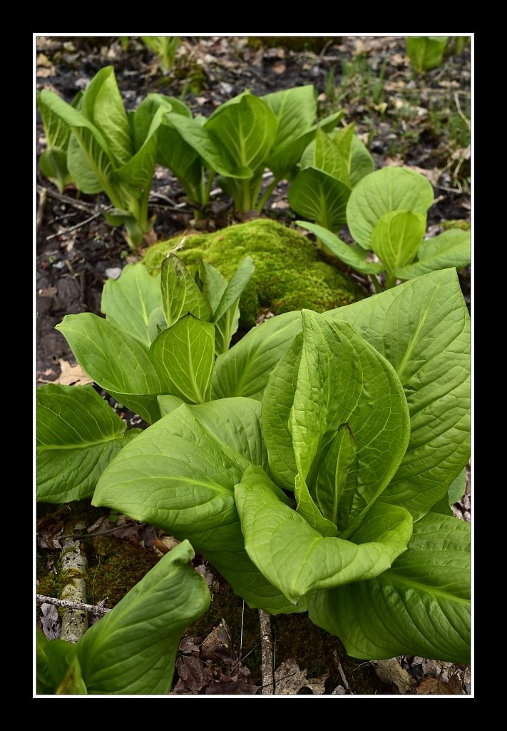 Eastern Skunk Cabbage