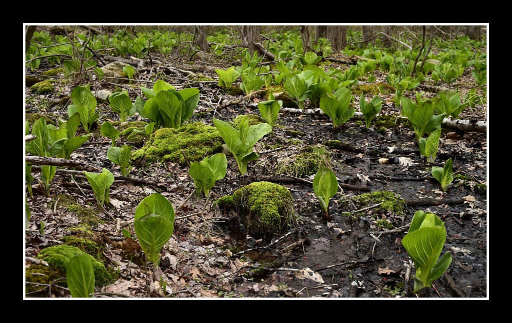 Eastern Skunk Cabbage