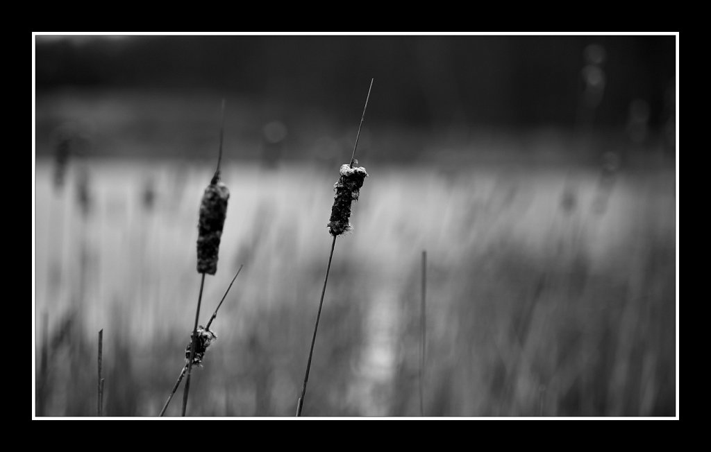 Cattails (Typha)