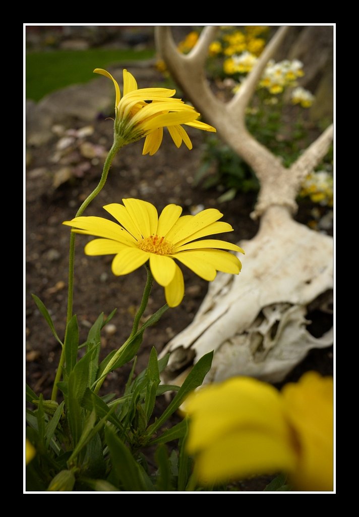 Death and New Life