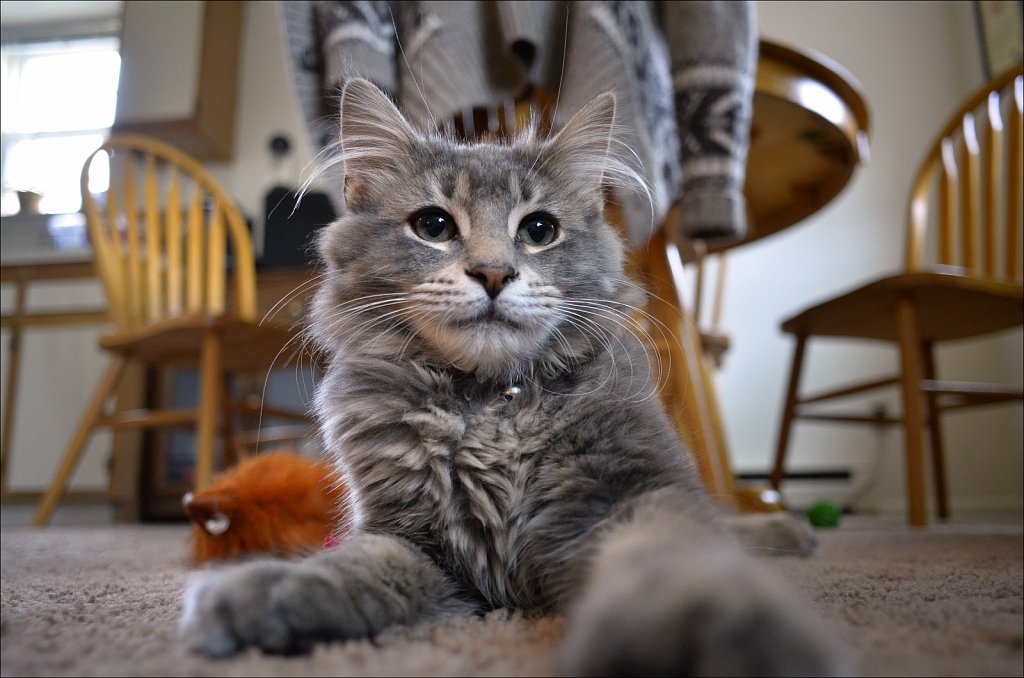 Merlin