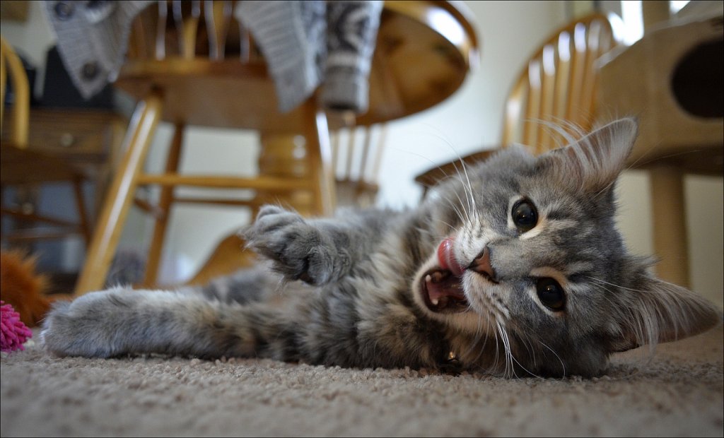 Merlin