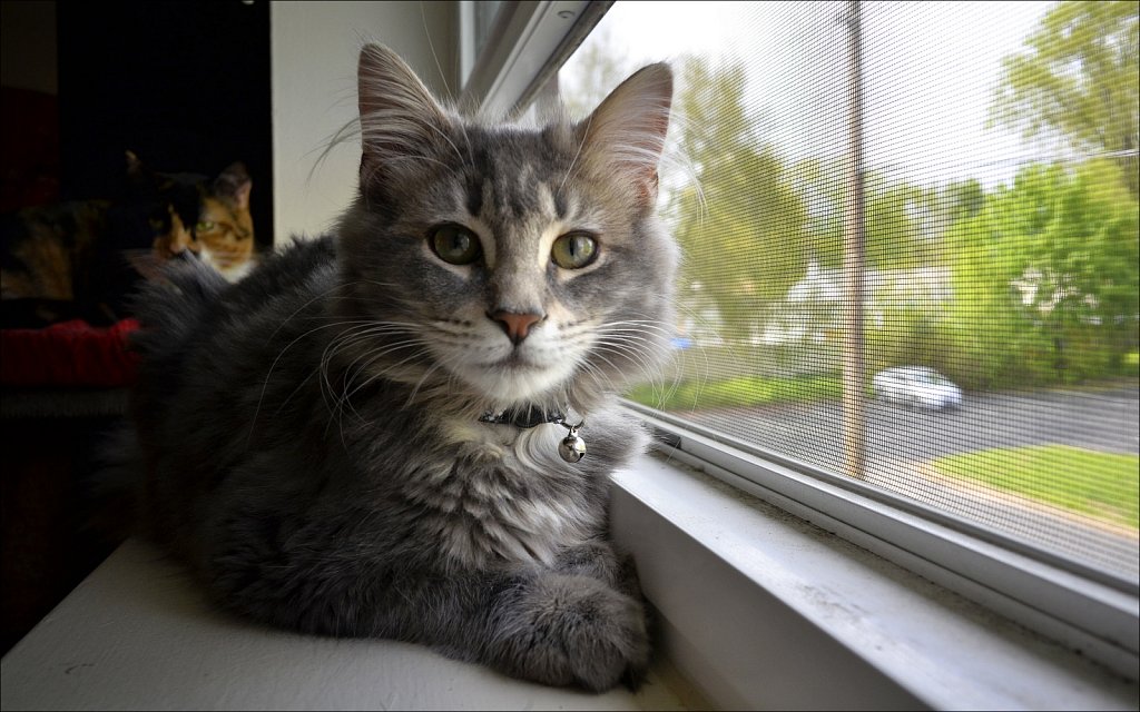 Merlin
