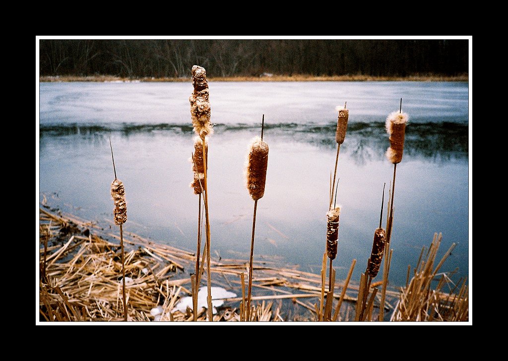 Mountain Farm Pond