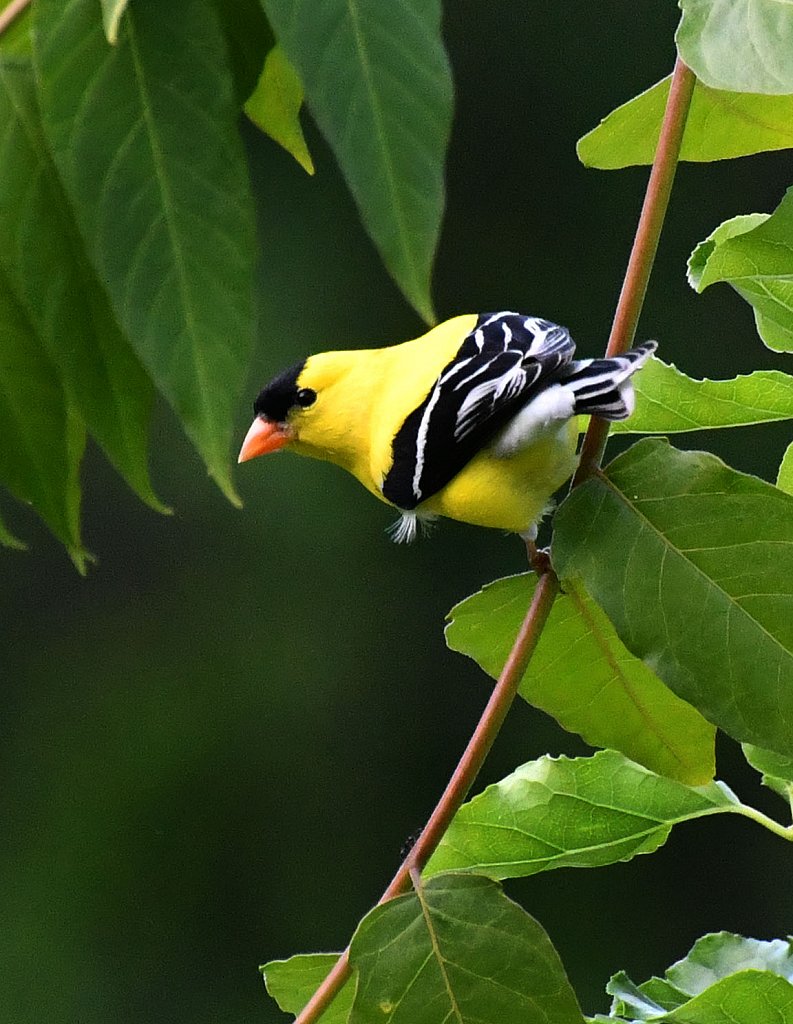 American-Goldfinch-2241-copy.jpg