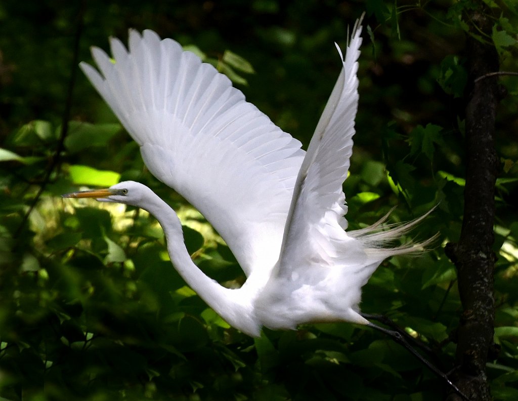 Great-Egret-in-flight-2264.JPG