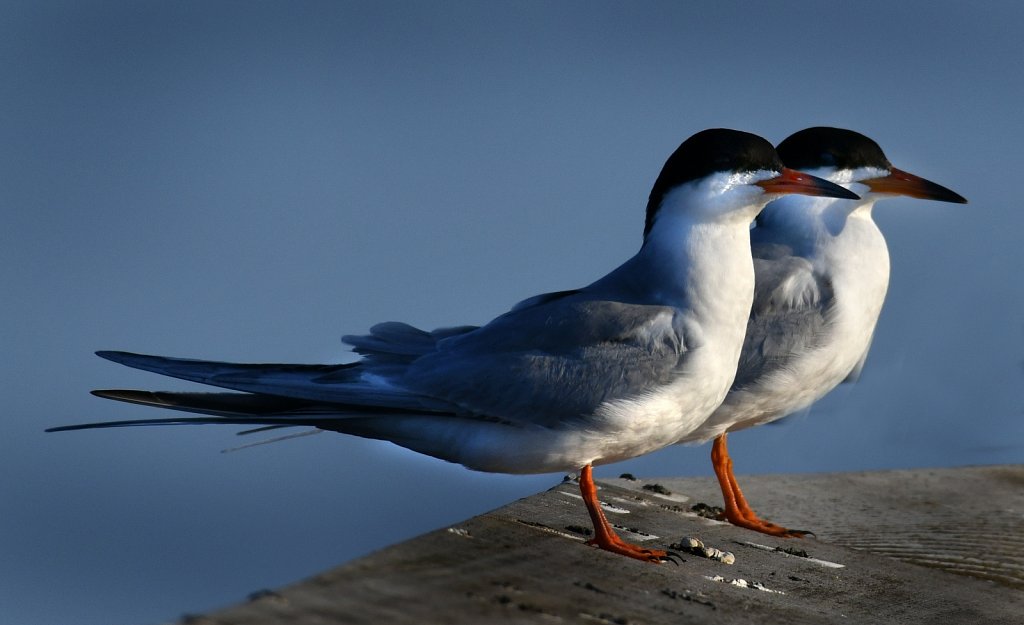 Foaster-Tern-2309-copy.jpg