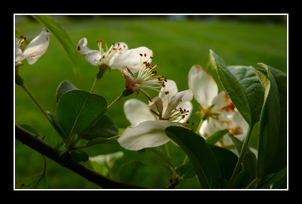 Blossoms at Turkey Brook Park