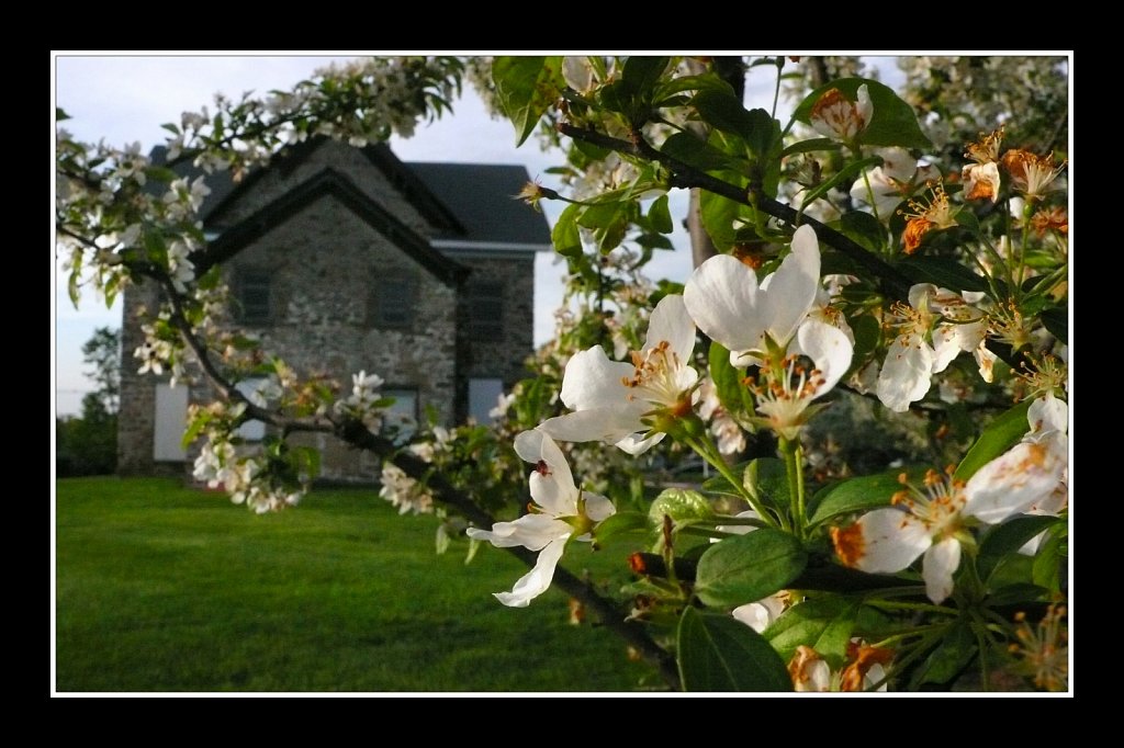 Blossoms at Turkey Brook Park