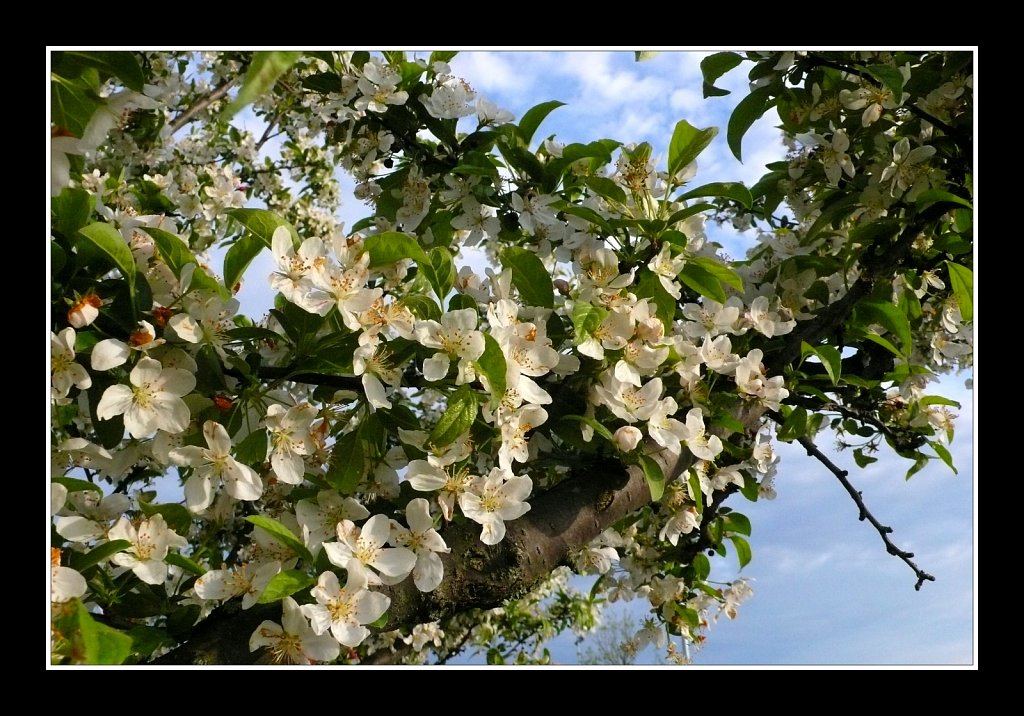 Blossoms at Turkey Brook Park