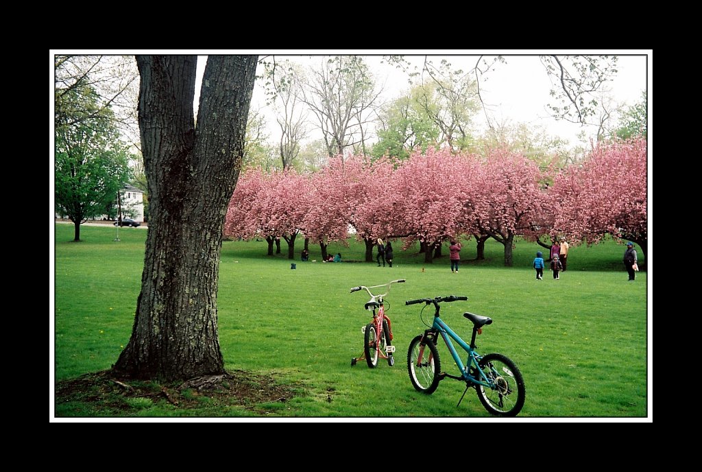 Blossoms at Hurd Park