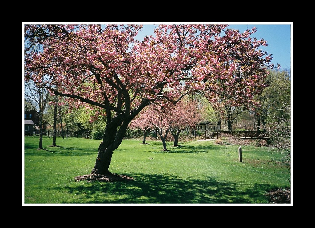 Blossoms at Hurd Park