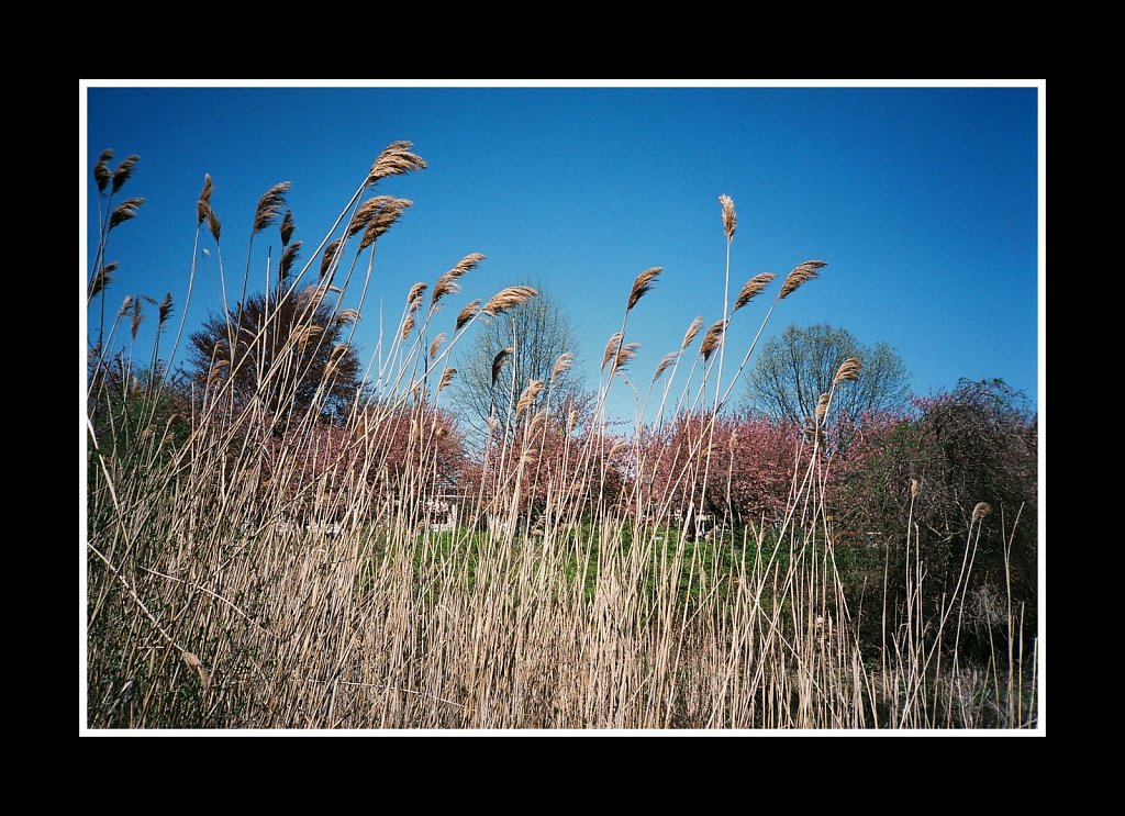 Blossoms at Hurd Park