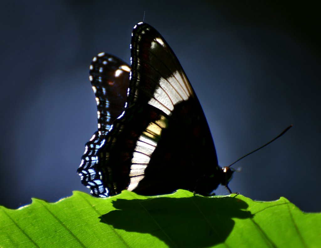 White Admiral