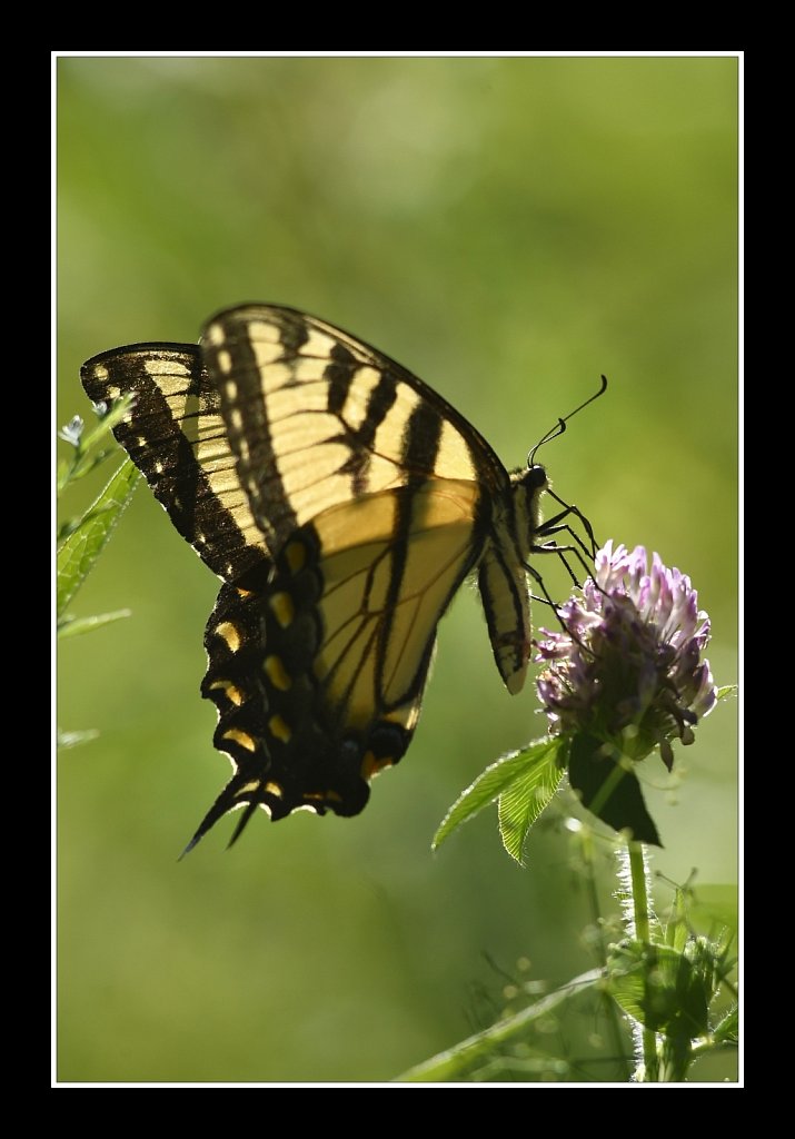 Eastern Tiger Swallowtail