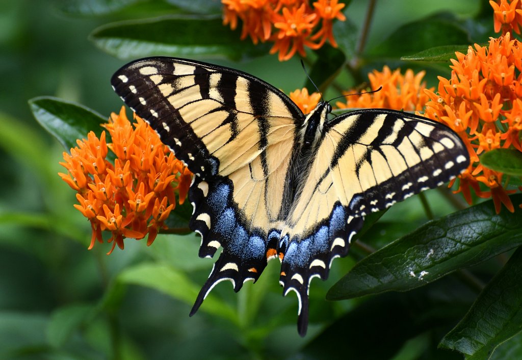 Eastern Tiger Swallowtail