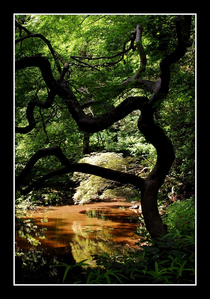 Willowwood