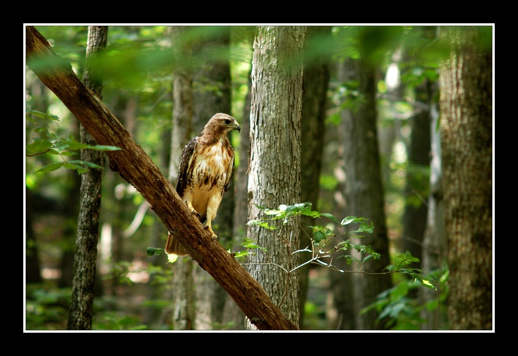 Red Tail Hawk