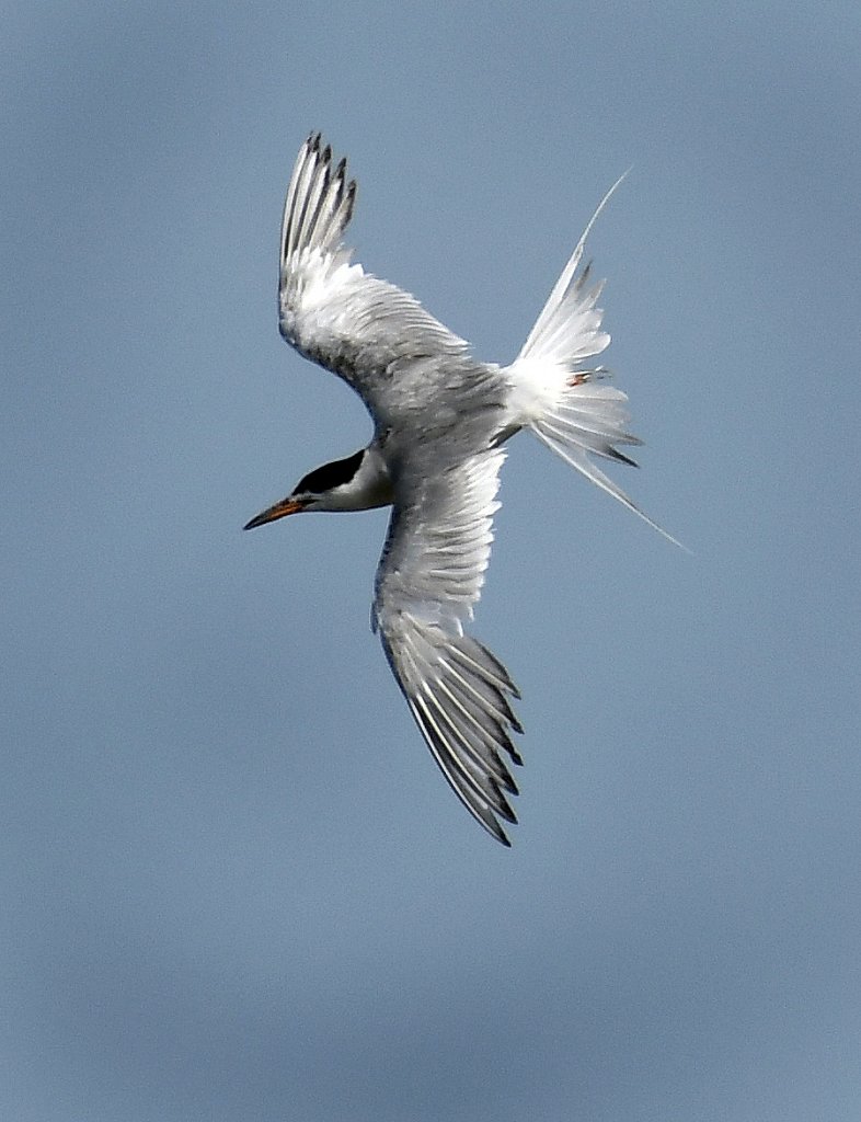 Common Tern