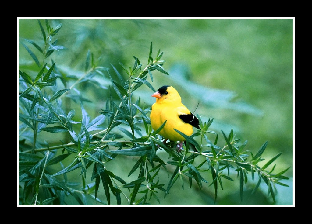 American Gold Finch