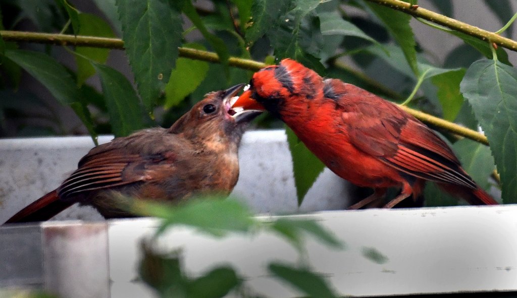 Feeding Time