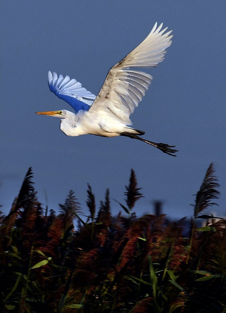 White Egret