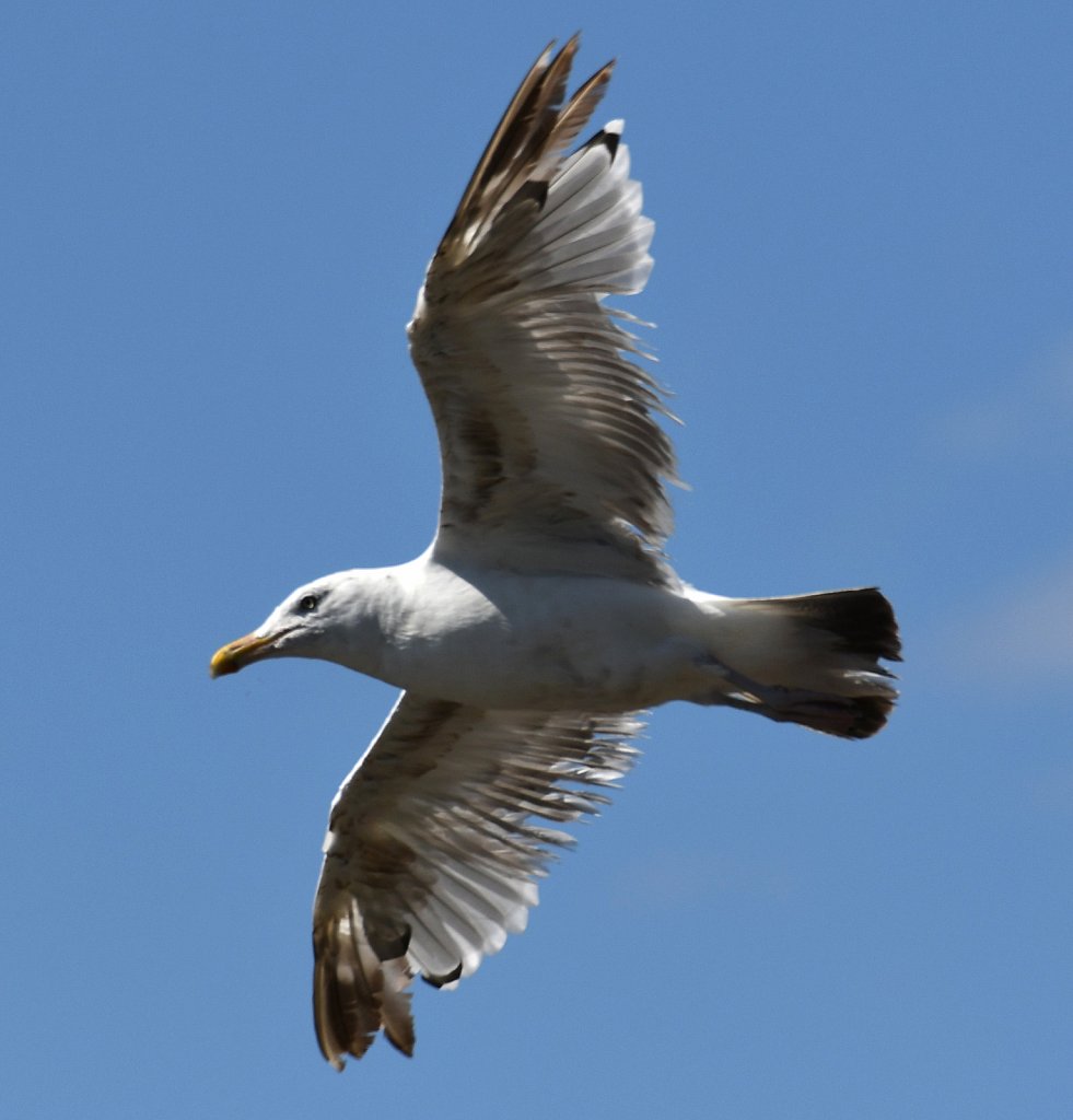 Herring-Gull-4337.JPG