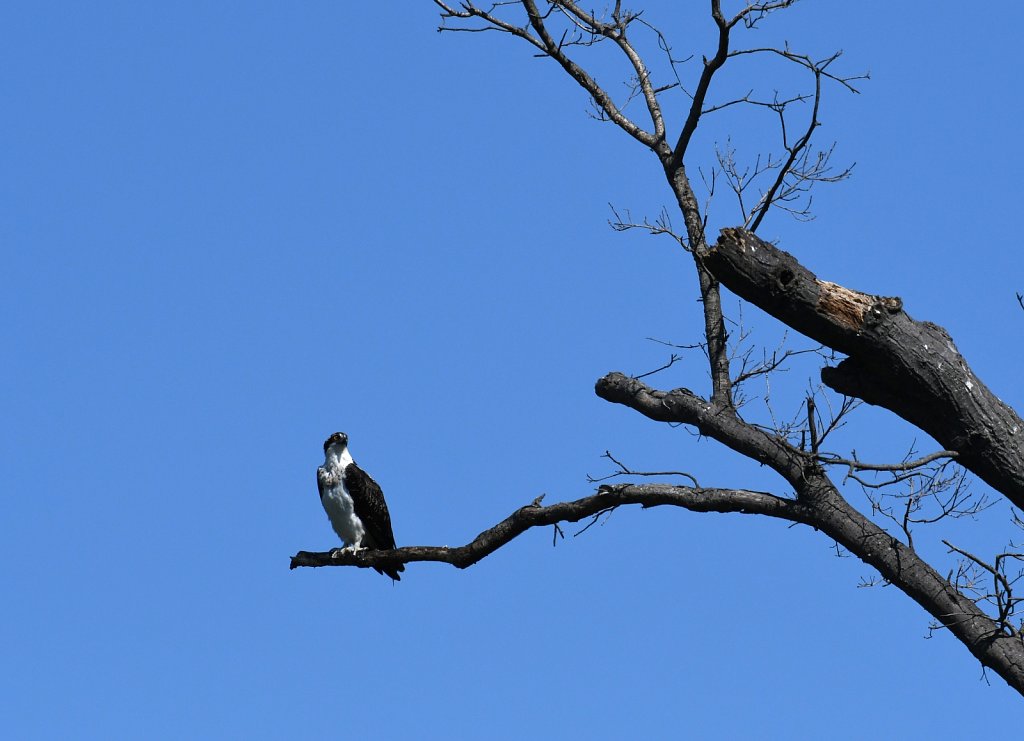 Osprey-4361.JPG