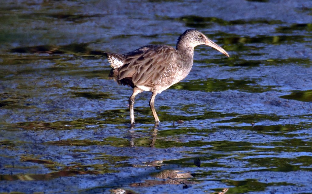 Pectoral-Sandpiper-4503.JPG