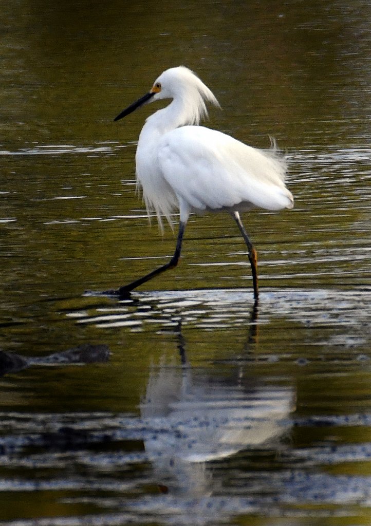 Snowy-Egret-4496-copy.jpg