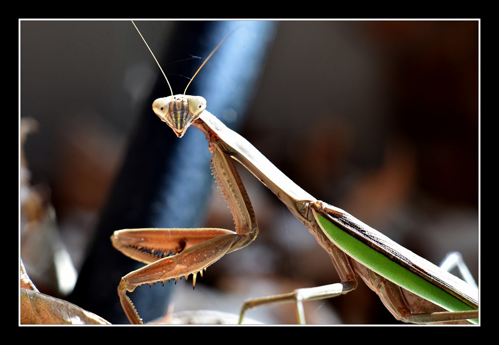 Praying Mantis