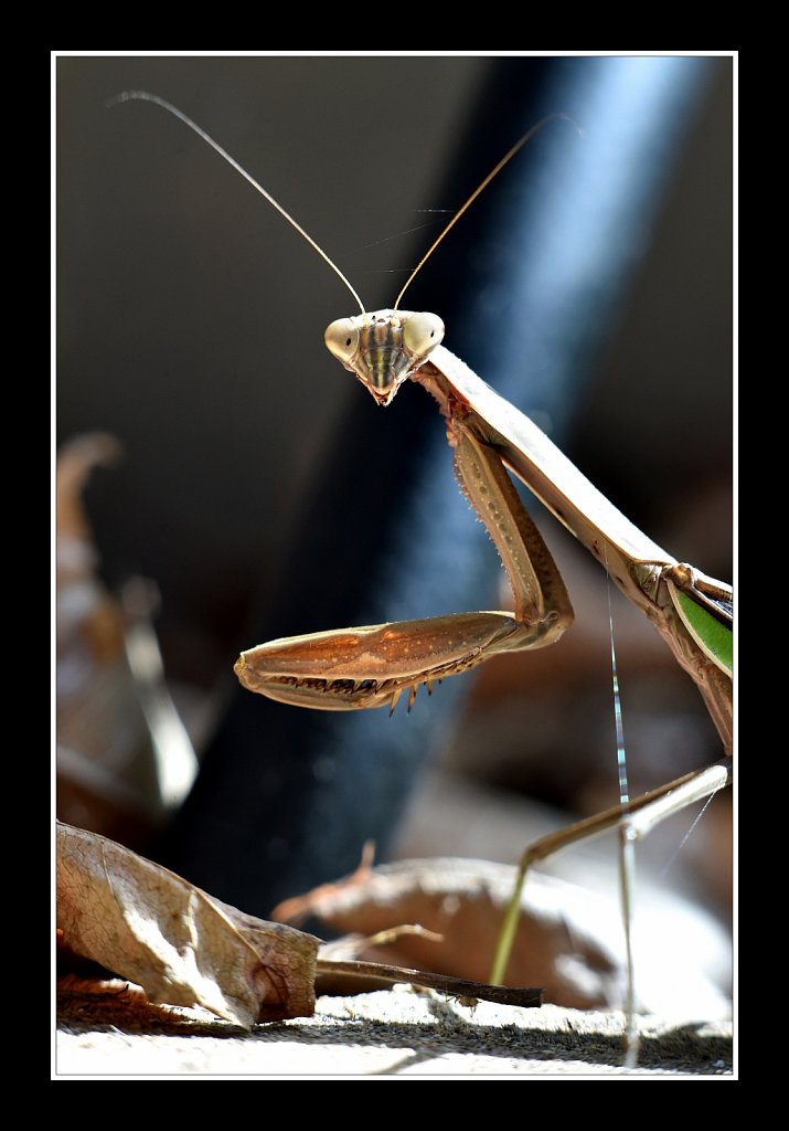 Praying Mantis