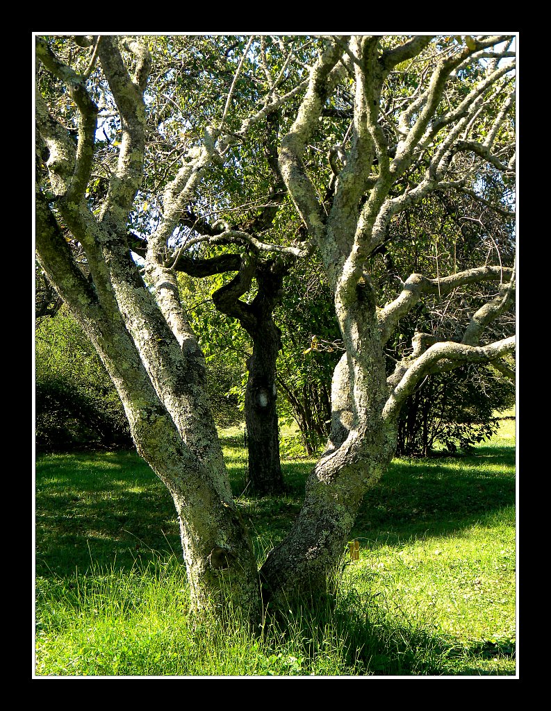 Willowwood Arboretum 