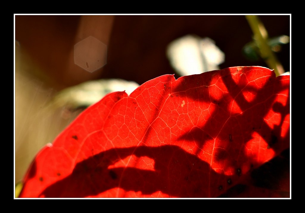 Red Up Close