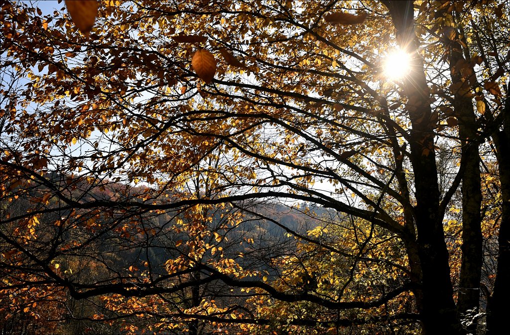 Fall 2019 NYS