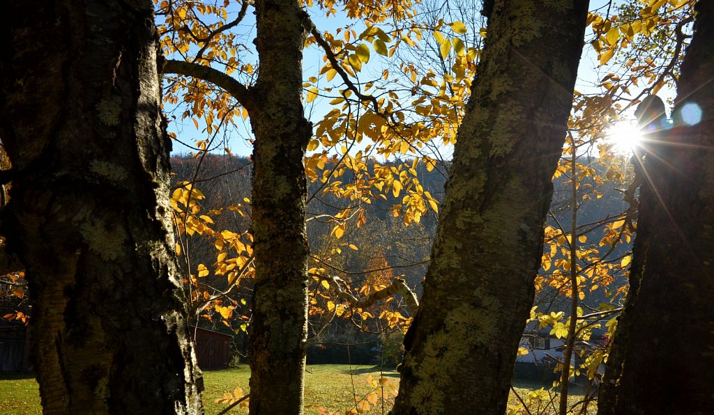 Fall 2019 NYS
