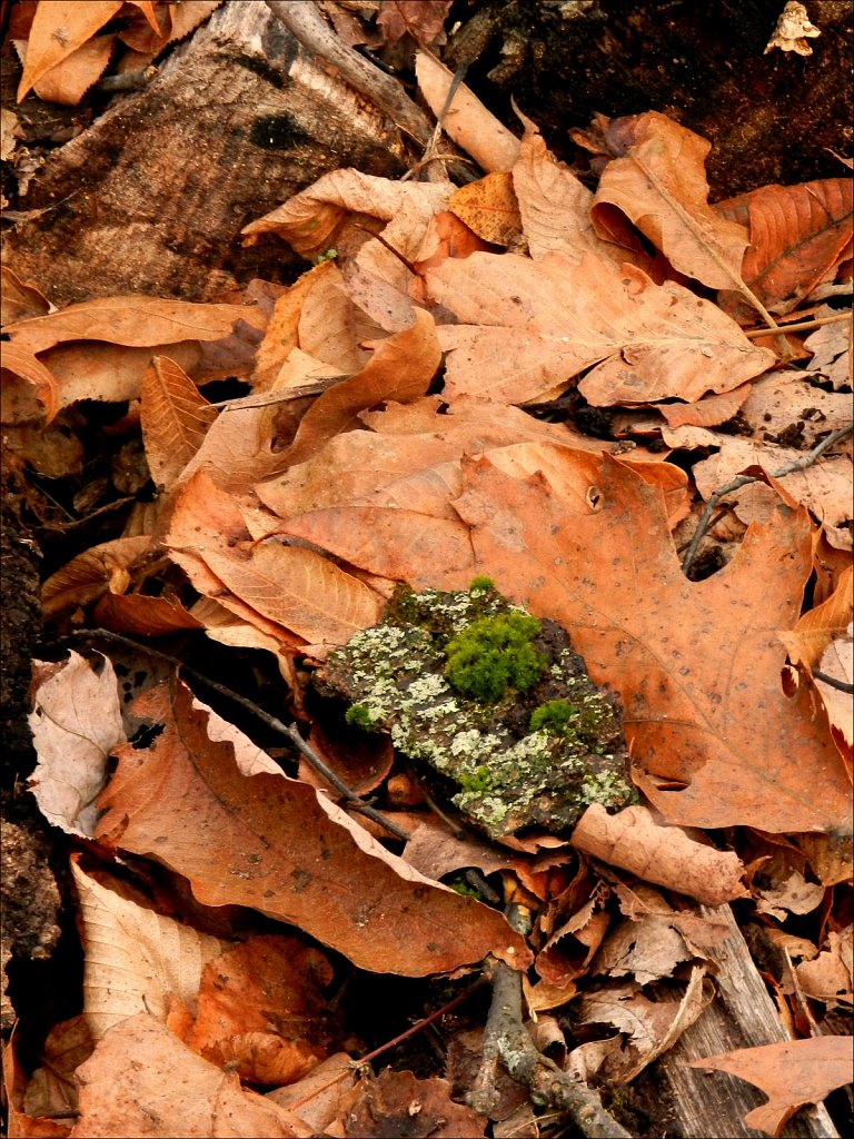 2019237F-DSCN0166.jpg