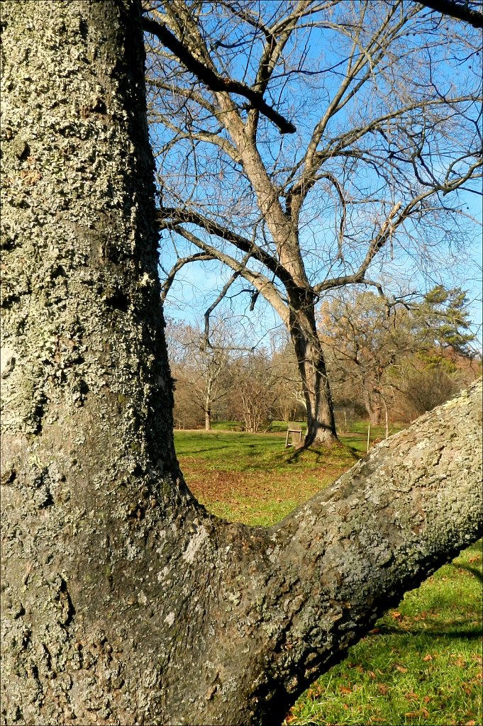 Willowwood Arboretum 