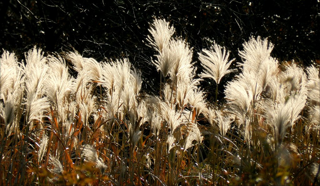 Willowwood Arboretum 