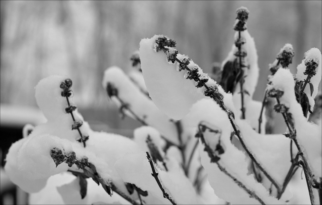 Fog with Snow