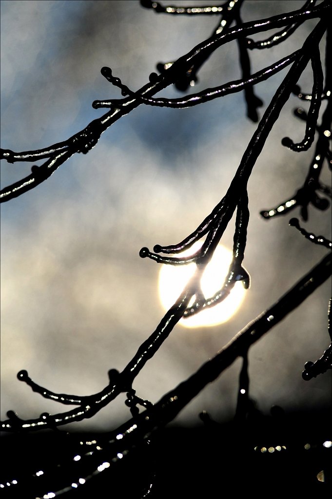 Ice On Trees