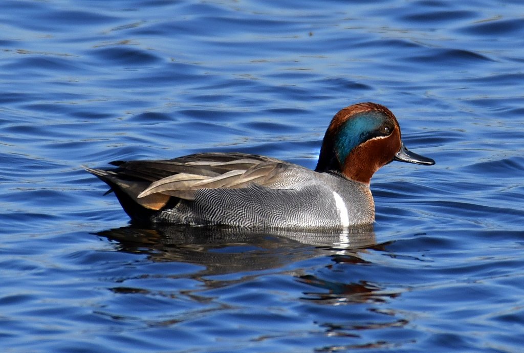 Green-Wing-Teal-6241.JPG